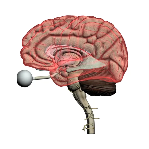 Mänskliga hjärnan genomskinlig — Stockfoto