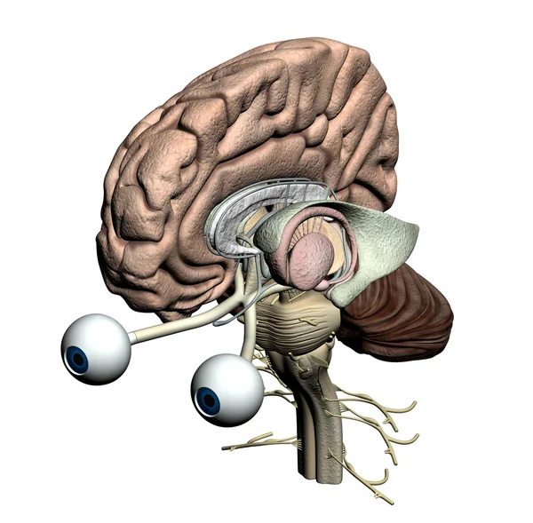 Partes cerebrais - visão frontal isométrica — Fotografia de Stock