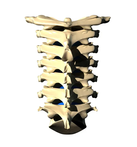 Cervical Spine - Posterior view Back view — Stock Photo, Image