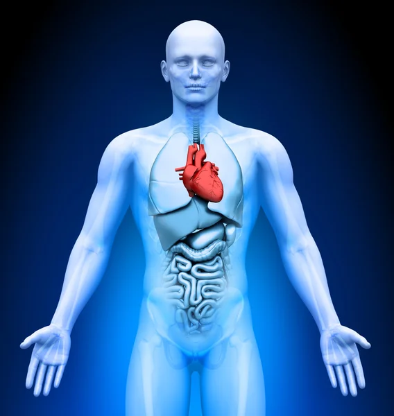 Tıbbi görüntüleme - erkek organları - kalp — Stok fotoğraf