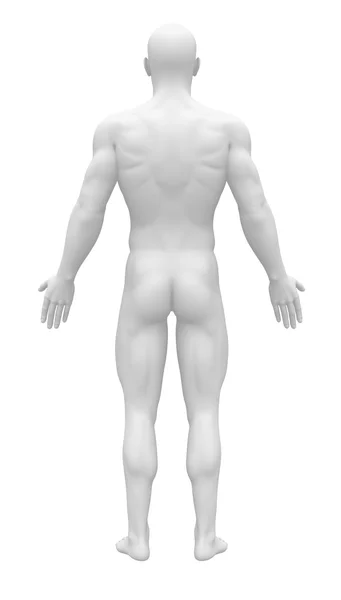 Figura de anatomía en blanco - Vista posterior — Foto de Stock