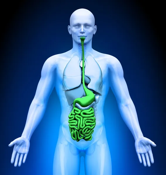 Medical Imaging - Male Organs - Guts — Stock Photo, Image