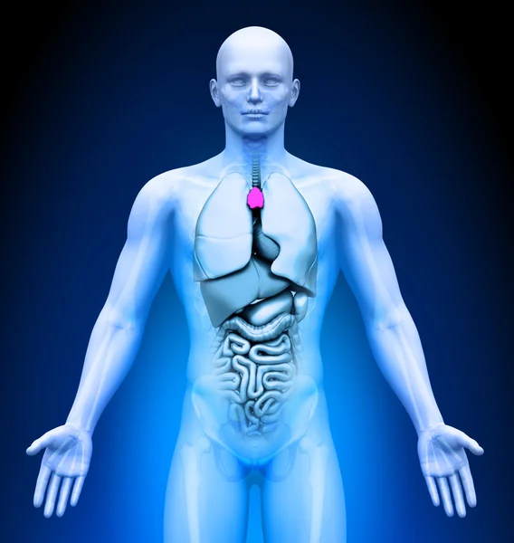 Grasica - męskich narządów - obrazowanie medyczne — Zdjęcie stockowe