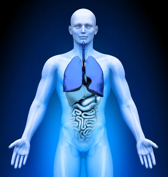 Imágenes médicas - Órganos masculinos - Pulmones — Foto de Stock