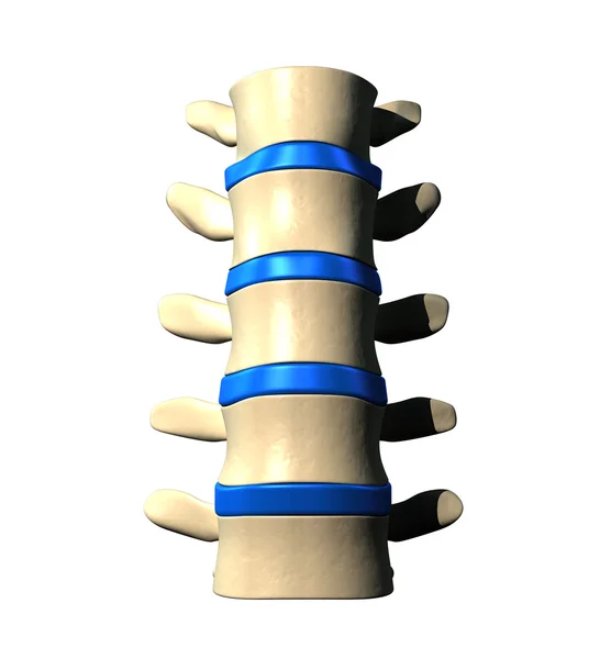 Lumbar Spine - Anterior view Front view — Stock Photo, Image