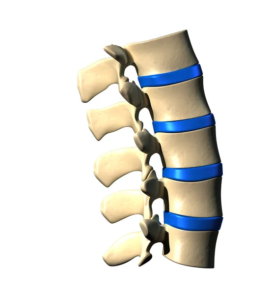 Lumbar Spine tampilan Lateral Sisi — Stok Foto