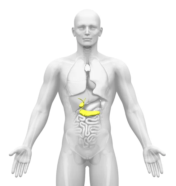 Obrazowanie trzustki pęcherzyka żółciowego - męskich narządów - medyczne — Zdjęcie stockowe