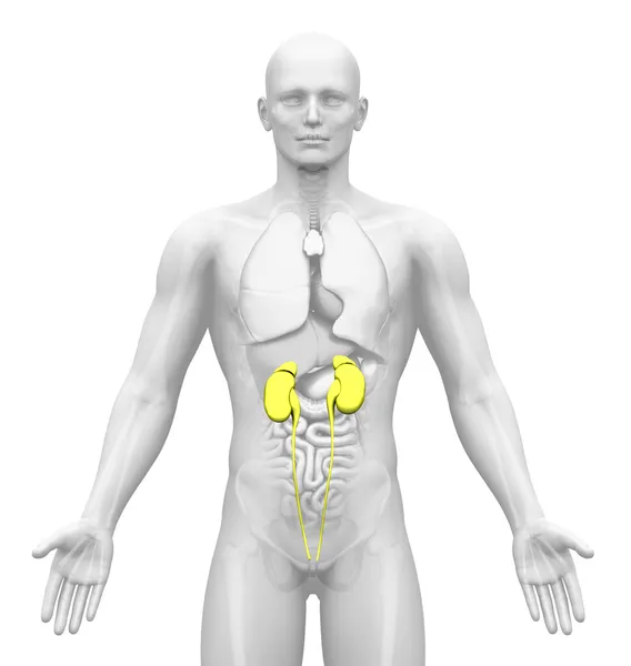 Tıbbi görüntüleme - erkek organları - böbrekler — Stok fotoğraf