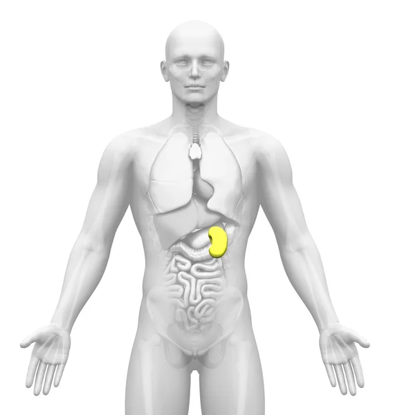 의료 영상-남성 기관-비장 — 스톡 사진