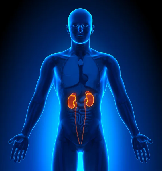 Nerki - męskich narządów - obrazowanie medyczne — Zdjęcie stockowe