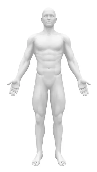 Figura de anatomia em branco - Vista frontal — Fotografia de Stock