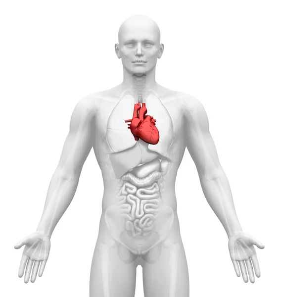 Man figure with heart — Stock Photo, Image