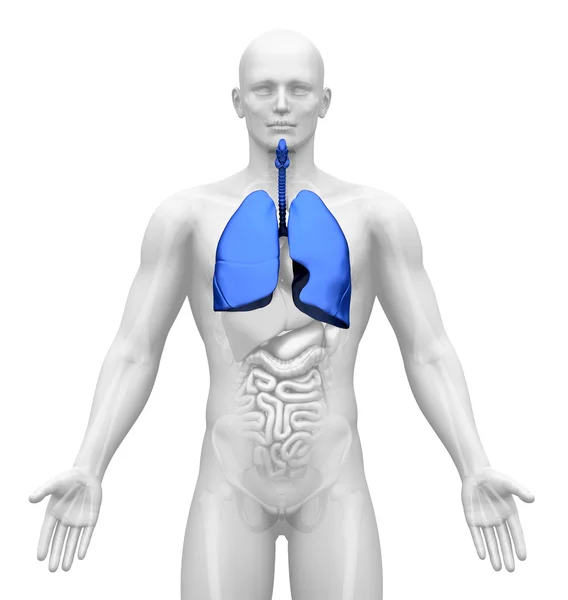 Obrazowanie płuc - męskich narządów - medyczne — Zdjęcie stockowe