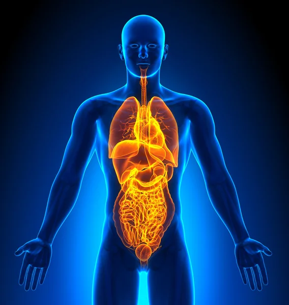 male body organ diagram