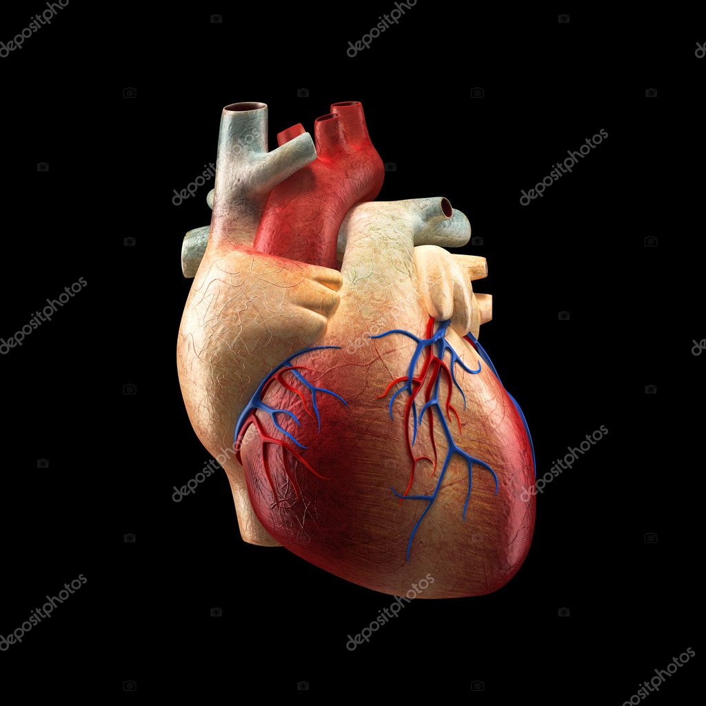 Real Heart Isolated on black - Human Anatomy model Stock Photo by ...