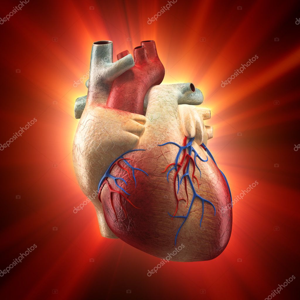 Echte hart shinning in licht - model van de menselijke anatomie ⬇ ...