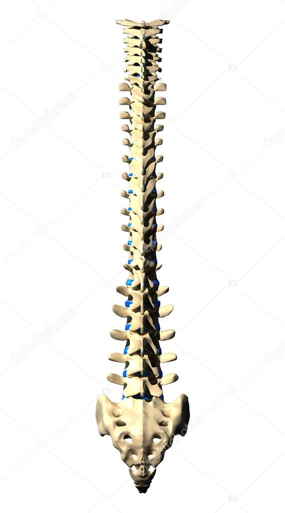 Spine Vertebrae - Posterior view Back view