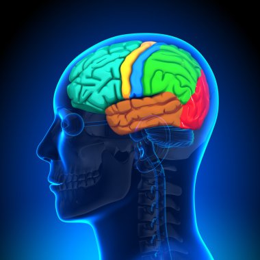Brain Anatomy - Color clipart