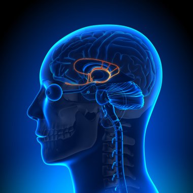 Brain Anatomy - Limbic System clipart