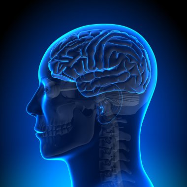 beyin anatomisi - beyin mavi boş