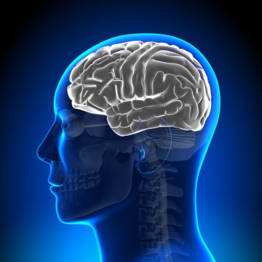 Brain Anatomy - Brain White Blank clipart