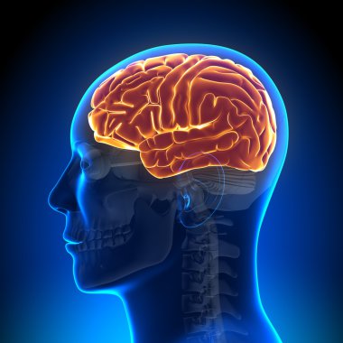 Brain Anatomy - Brain full clipart
