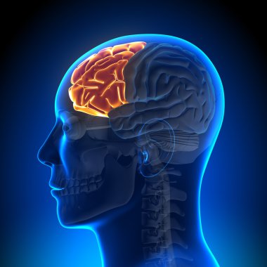 beyin anatomisi - frontal lob