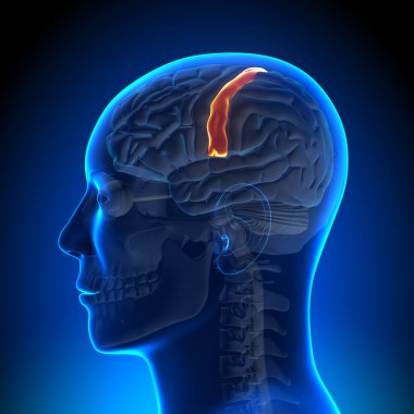 Brain Anatomy - Sensorimotor area clipart