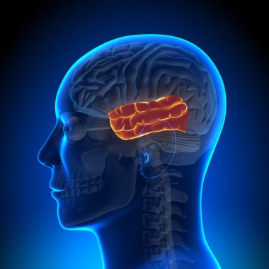 Brain Anatomy - Temporal lobe clipart