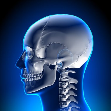 Brain Anatomy - White Skull clipart