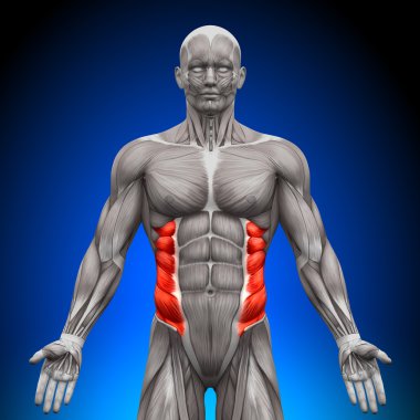 External Oblique - Anatomy Muscles clipart