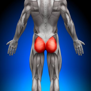 glutes gluteus maximus - anatomi kas