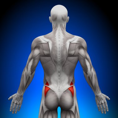 glutes medius - anatomi kas