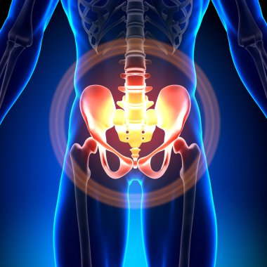 kalça sakrum pubis ischium Ilium - anatomi kemikler