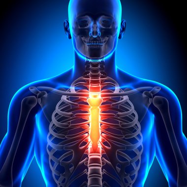 Göğüs kemiği - anatomi kemikler