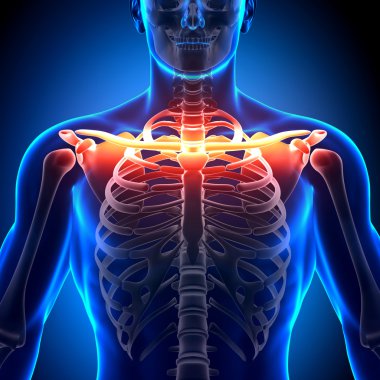 Köprücük kemiği anatomisi - anatomi kemikler