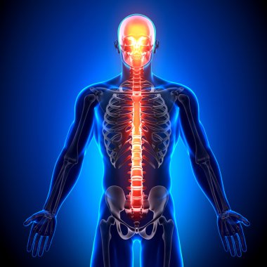 Spine - Anatomy Bones clipart