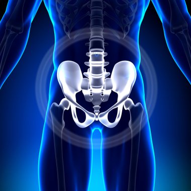 kalça ischium pubis sakrum Ilium - anatomi kemikler