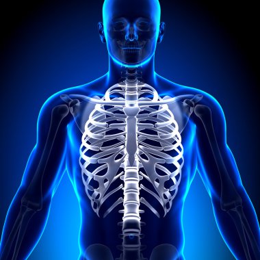 Göğüs kafesi - anatomi kemikler
