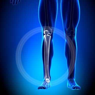 tibia fibula - buzağı anatomisi - anatomi kemikler