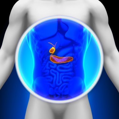 Medical X-Ray Scan - Gallbladder Pancreas clipart