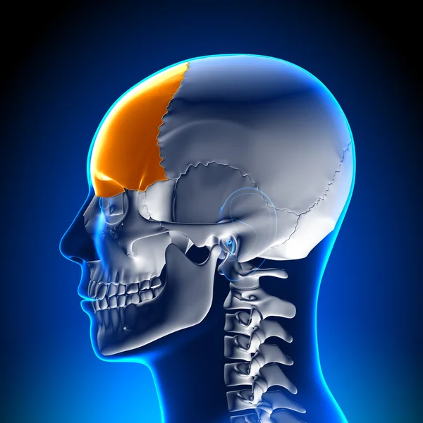 Anatomia Cerebral - Lóbulo frontal — Fotografia de Stock