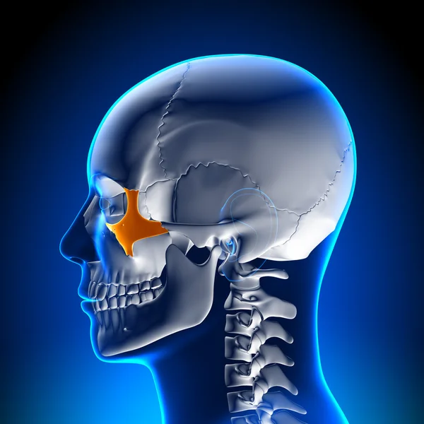 脳の解剖学 - 頬骨 — ストック写真