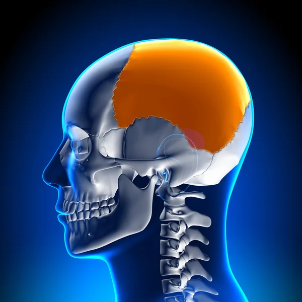 Анатомия мозга - Париетальная доля — стоковое фото