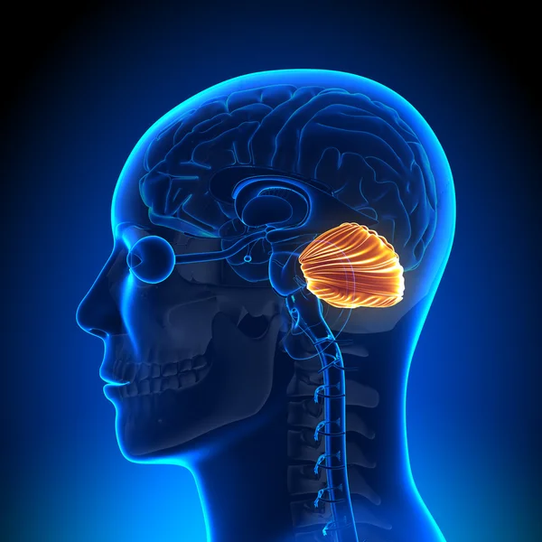 Brain Anatomy - Cerebellum — Stock Photo, Image