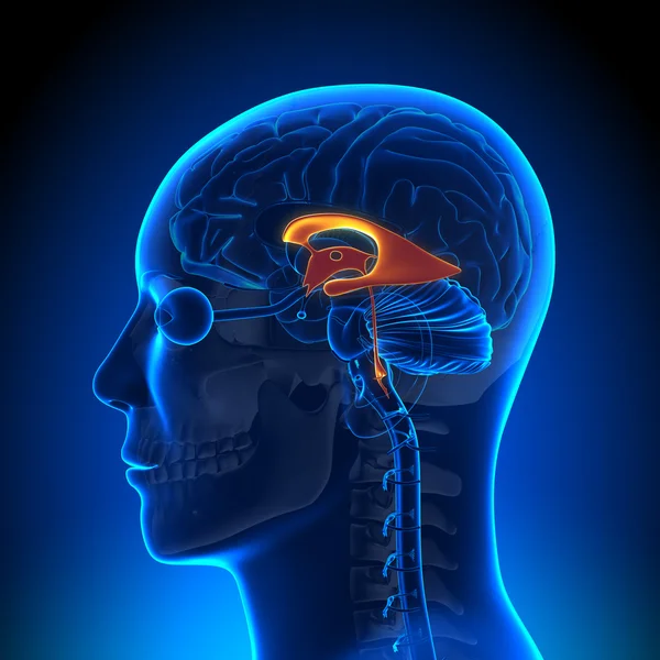 Brain Anatomy - Ventricles — Stock Photo, Image