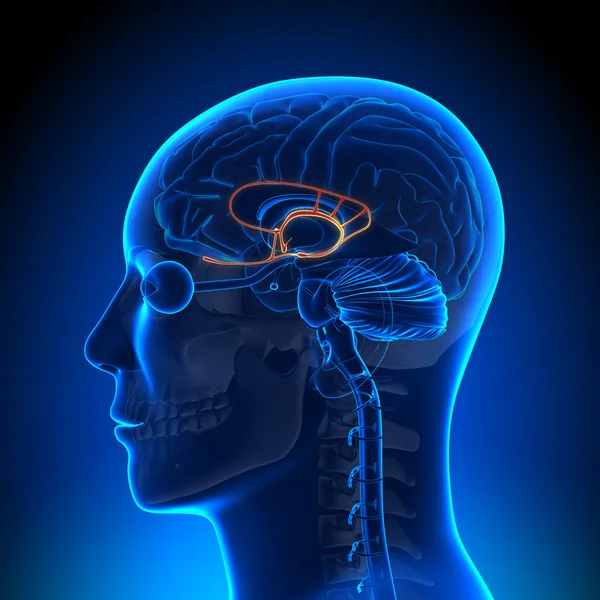 Brain Anatomy - Limbic System — Stock Photo, Image