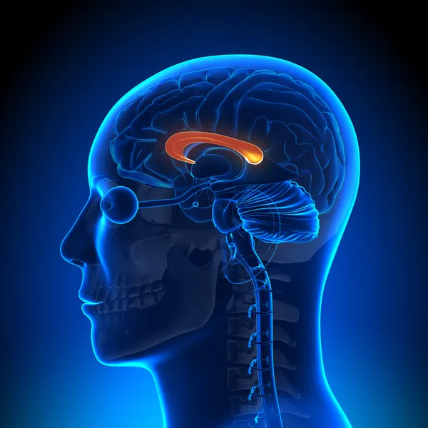 Beyin anatomisi - corpus callosum — Stok fotoğraf