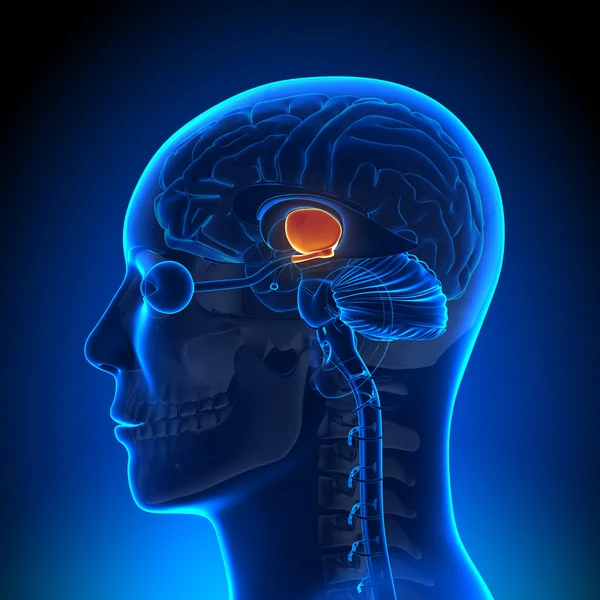 Hjärnans anatomi - hippotalamus — Stockfoto