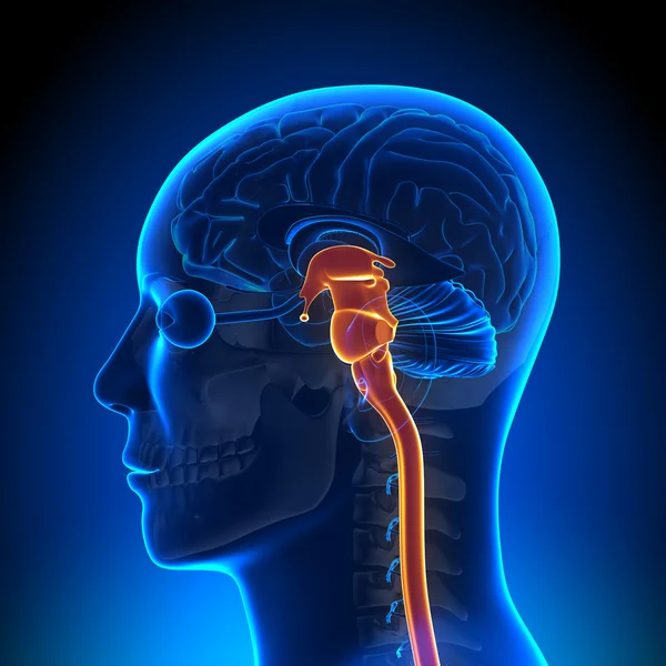 Anatomie des Gehirns - Rückenmark — Stockfoto